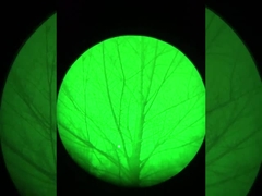 Efeito da Visão Noturna